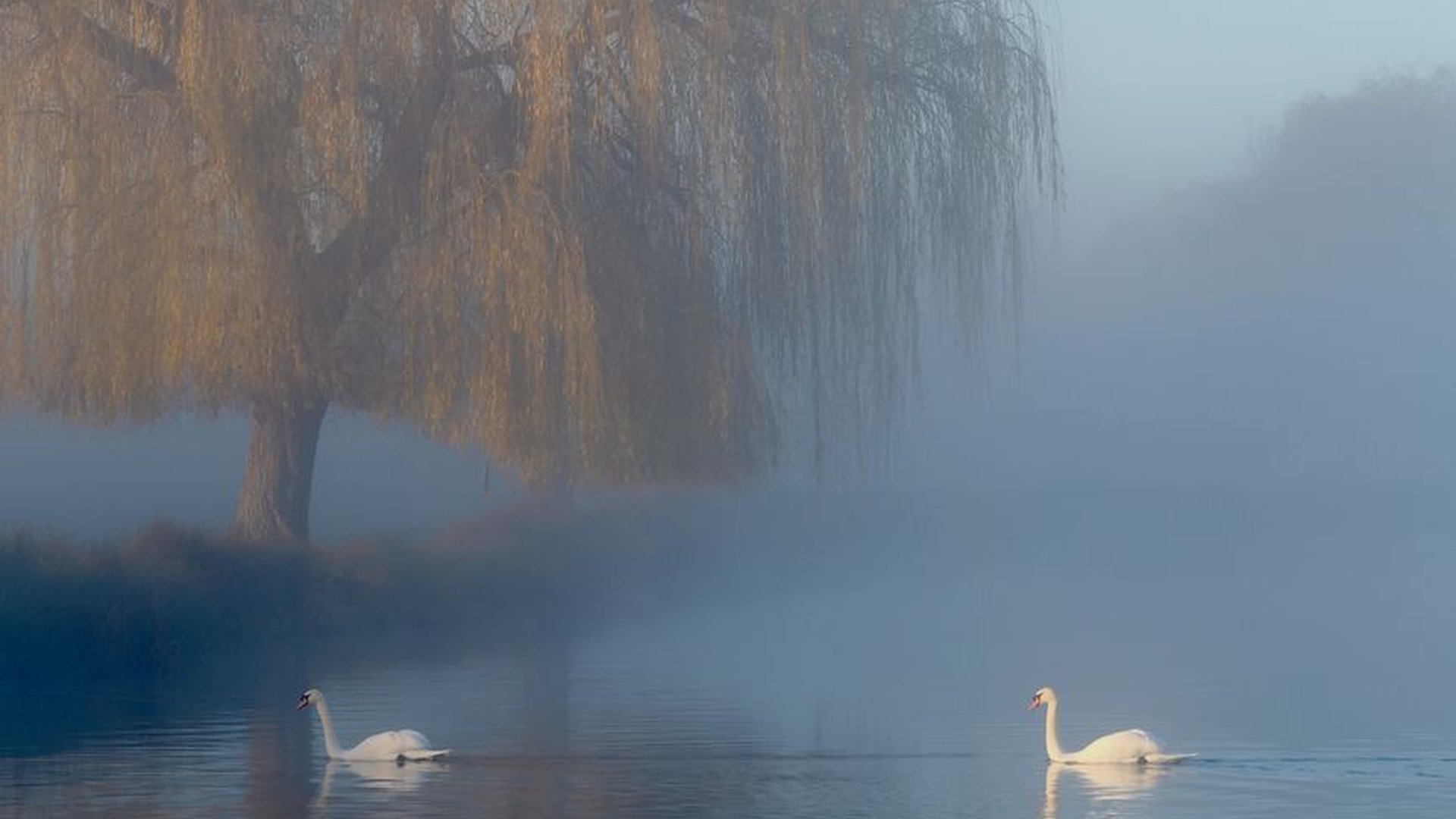 River Avon willows morning fog peaceful walk slow