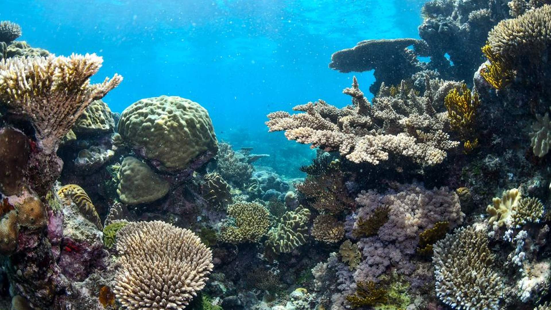 Great Barrier Reef documentary in-flight screen